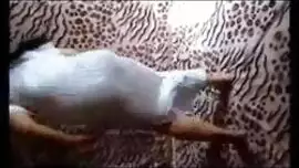 بنت مغربية ترقص قدم سعودي عارية