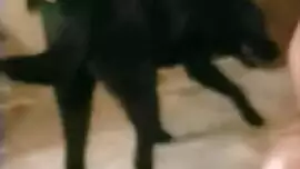 كلب يركب فتاة وينيك كيشا بسرعة وتصرخ حيوانات الجنس